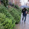 Report: NYC Christmas Tree Prices Hit $1,000 